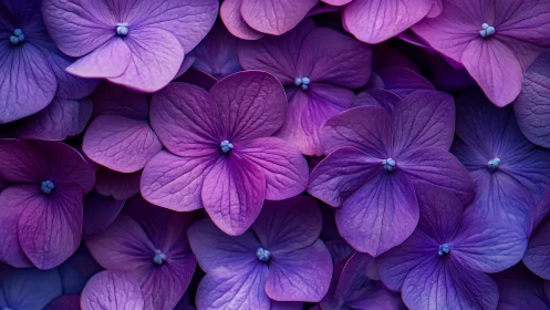 Purple Hydrangea Blooms Macro Detail Study