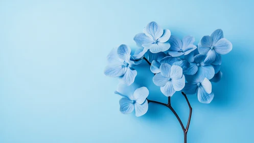Blue Hydrangea Cluster Against Monochromatic Background.