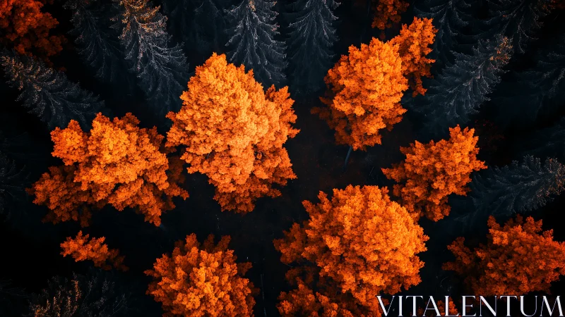 Aerial autumn canopy contrast in saturated digital painting.