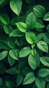 Lush green leaves form a tranquil botanical background scene
