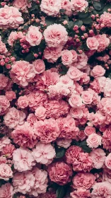 Dense Pink Rose Garden Viewed from Above with Varied Bloom Stages