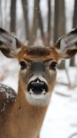 Portrait of a white-tailed deer in shallow-focus winter forest