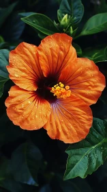 Orange Hibiscus Bloom with Rain Droplets and Verdant Foliage.