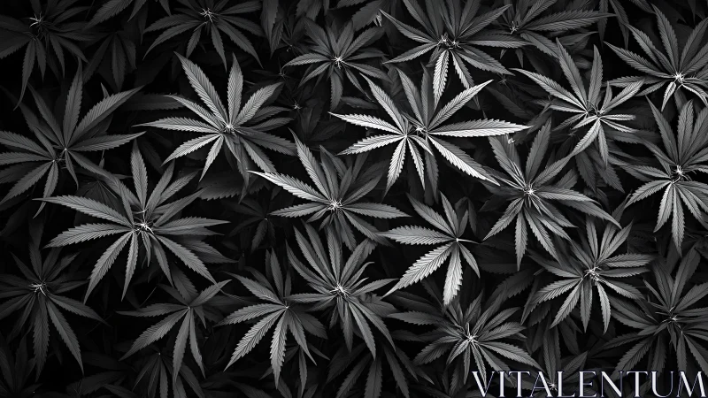 Monochrome cannabis leaves form a calm, patterned canopy