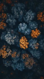 Autumn and winter forest canopy in contrasting colors.