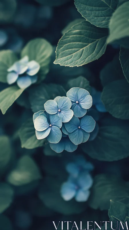 Blue Hydrangea Whispers: Delicate Petals in Verdant Shadow.