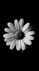 Delicate Daisy: Nature's Simple Grace.