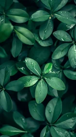 Emerald raindrop leaves weaving a quiet forest lullaby.