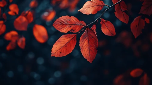 Close-up of vibrant red autumn leaves on branch, moody background.