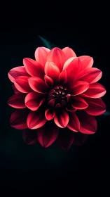 Red Dahlia Flower Against Dark Background