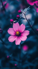 Pink Cosmos Flower with Buds Against Teal Background.