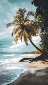 Coastal beach with leaning palm tree and distant mountain range.