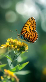 Butterfly rests on yellow wildflowers in controlled shallow focus