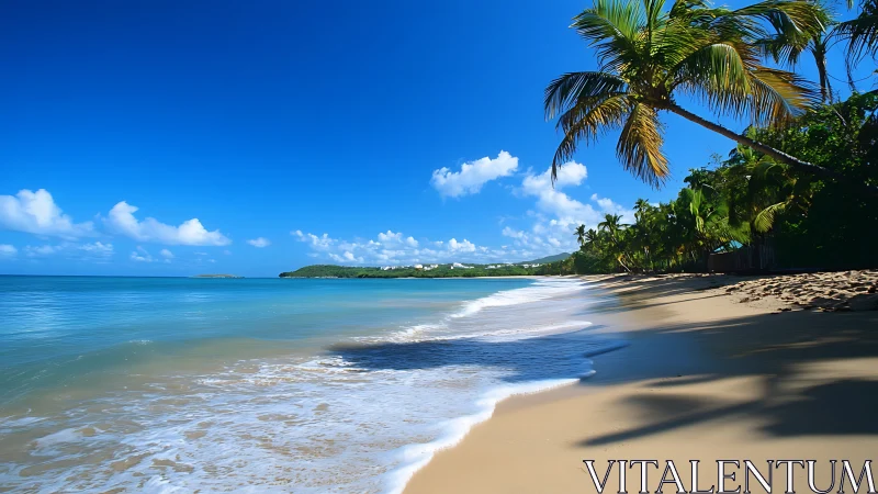 Coastal beach landscape with palm trees and calm ocean waters.