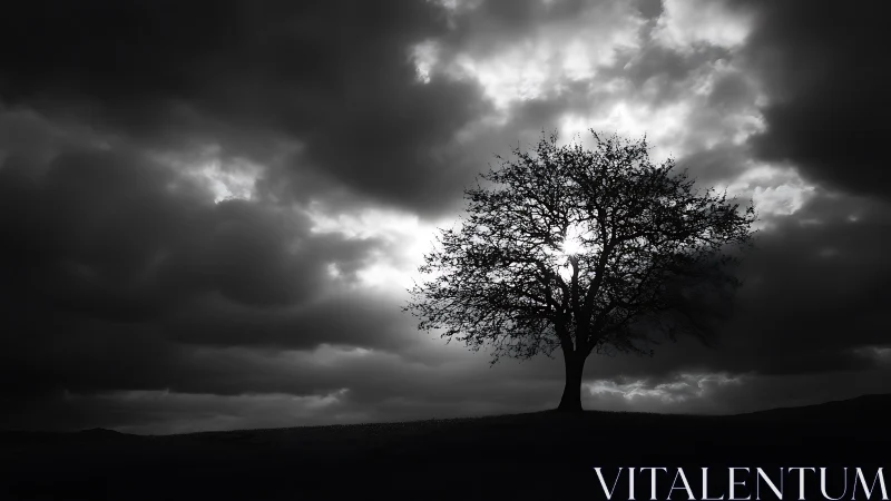 Lone hilltop tree drinking light from a brooding sky.