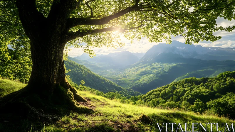 Ancient tree frames Alpine valley with mountain range in distance