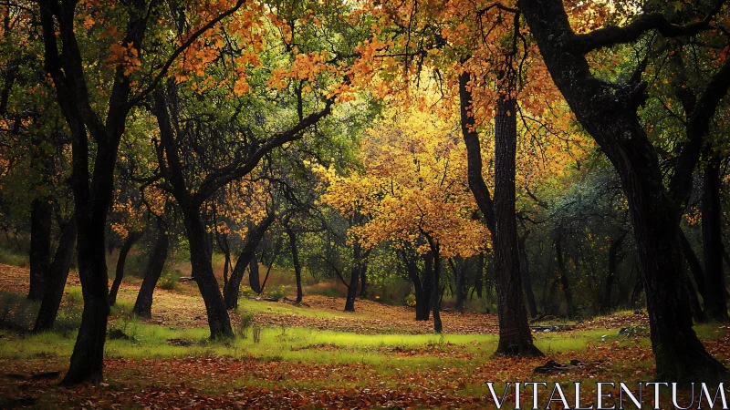 Autumn woodland canopy with diffuse backlighting and rich leaf texture