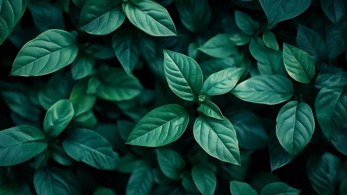 Deep green leaves form dense overlapping botanical pattern
