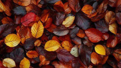 Golden and russet autumn leaves create a cozy forest carpet