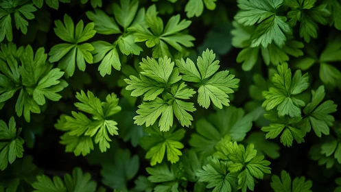 Lush green foliage in overhead botanical macro composition.