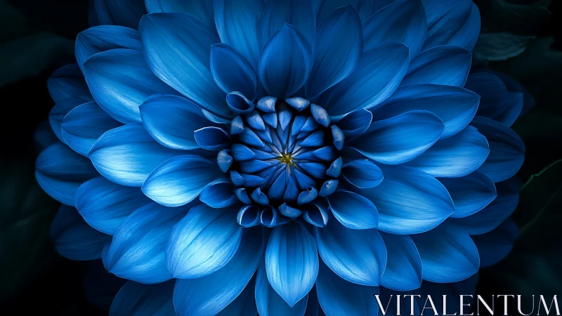 Stunning Blue Dahlia Flower in Dramatic Close-Up.