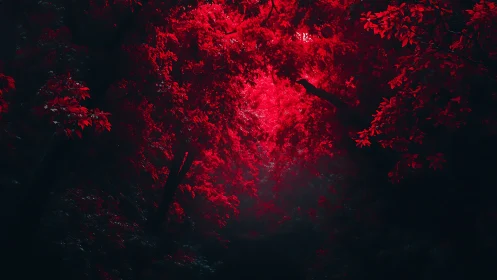 Crimson canopy illuminated by night light through autumn foliage.