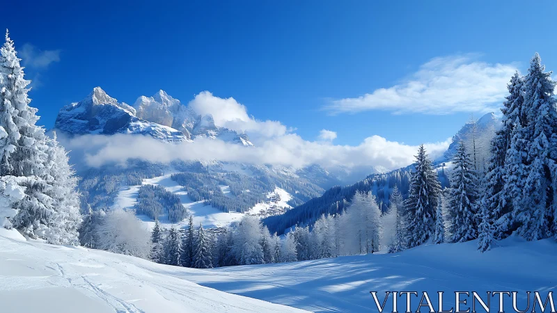 Snow-covered conifer forest and distant mountain ridge panorama.