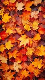 High saturation close-up of overlapping maple autumn foliage