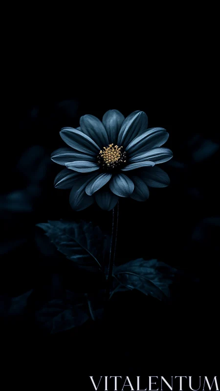 Blue Daisy with Golden Center on Black.