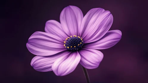 Purple cosmos flower with dark center and textured petals