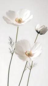 White Cosmos Flowers with Luminous Golden Stamens and Delicate Petals