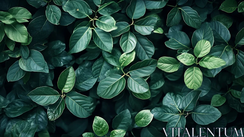Dense green foliage fills frame with layered glossy leaves