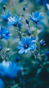 Blue Daisies with Selective Focus Photography.