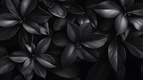 Monochrome close-up registers overlapping dark plant leaves