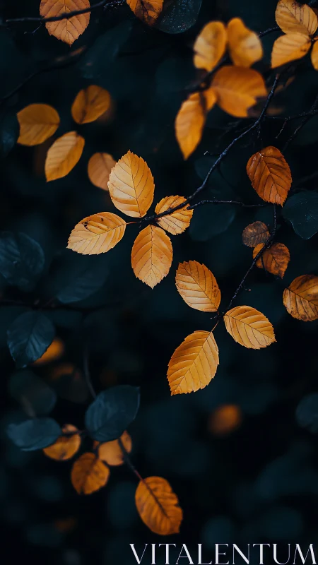 Golden autumn leaves against deep forest shadows.