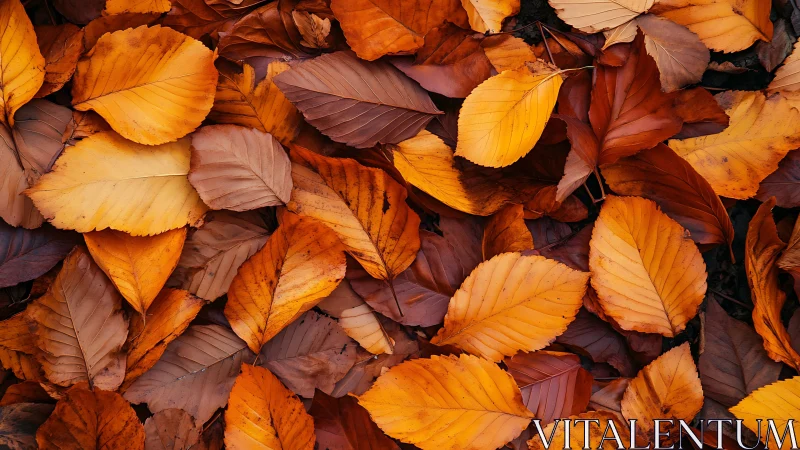 Autumn leaves cover ground in dense overlapping arrangement