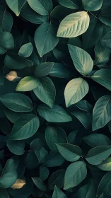Dense green foliage pattern with layered dark leaves.