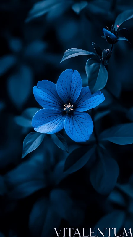 Blue Flower's Quiet Moment in Shadows.