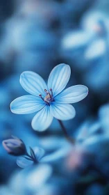 Single blue flower in sharp focus against soft blur background.