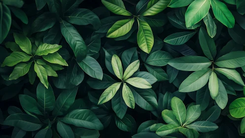 Emerald canopy of layered leaves in lush botanical quiet.