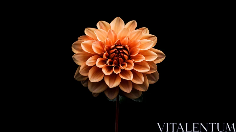 Coral Dahlia Blooms in Theatrical Darkness