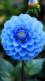 Vibrant Blue Dahlia Blooms with Layered Petals.