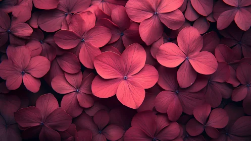 Hydrangea floral aggregate in deep magenta and crimson tonalities with volumetric overlapping.