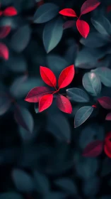 Red foliage cluster against dark teal leaf background.