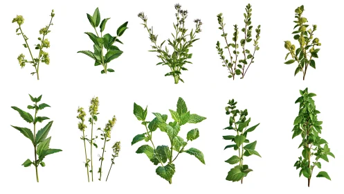 Herbaceous plant specimens isolated on white in systematic layout