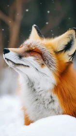 Red fox closes eyes, absorbs soft falling winter snow.