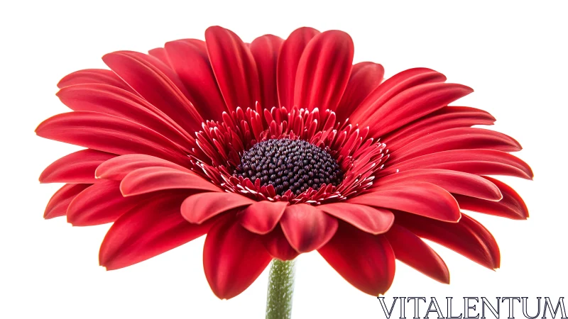 Vibrant Red Gerbera Daisy with Centered Radiating Petals.