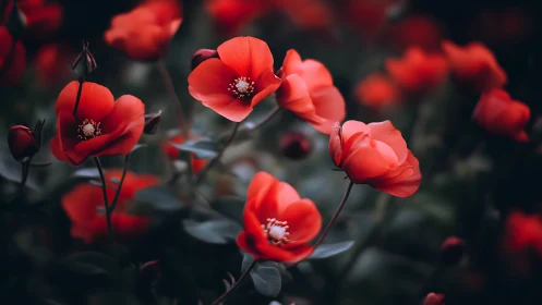 Vivid Red Poppies: Shallow Depth Field Macro Study