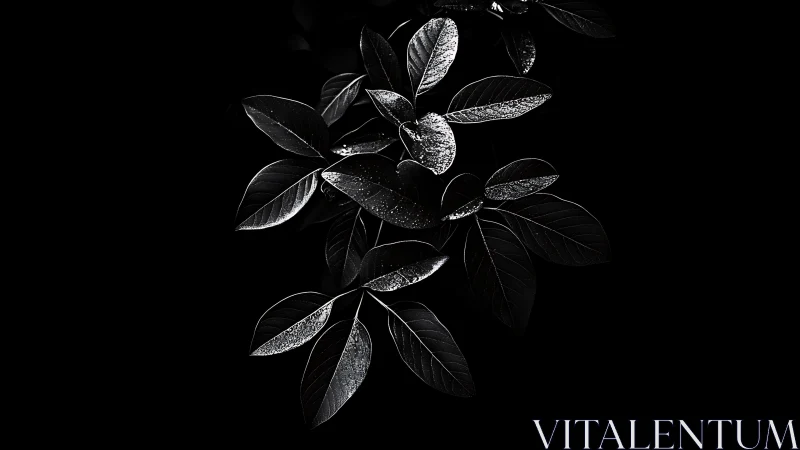 Monochrome leaf cluster in stark low key lighting study.