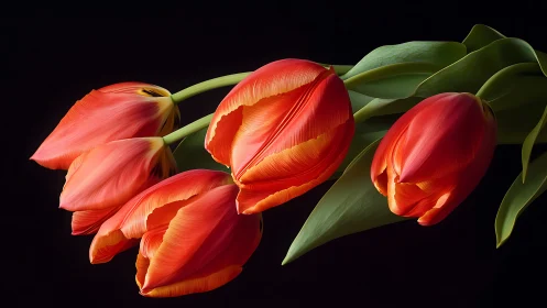 Red Tulips with Gradient Illumination Against Black Background Display
